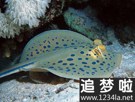史蒂夫