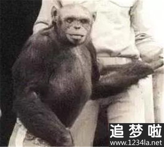 半兽人是真实存在的吗?