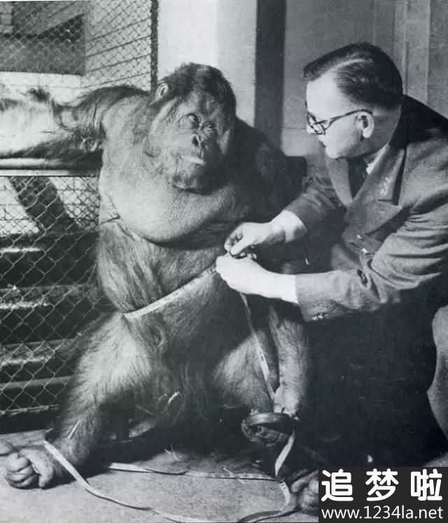 半兽人是真实存在的吗?